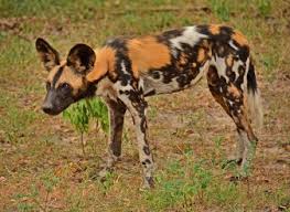 3-DAY SAFARI TO NYERERE NATIONAL PARK